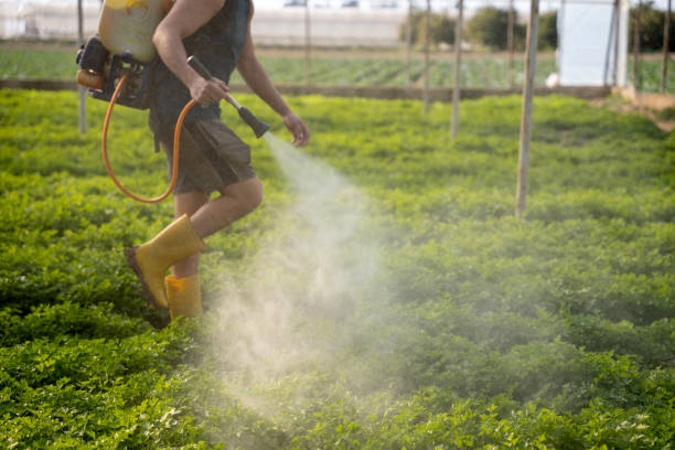 Best Pest Removal Services  in Ford Heights, IL