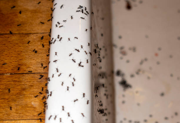 Best Wasp Removal Services  in Ford Heights, IL