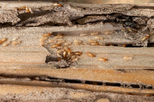 Best Termite Control Services  in Ford Heights, IL